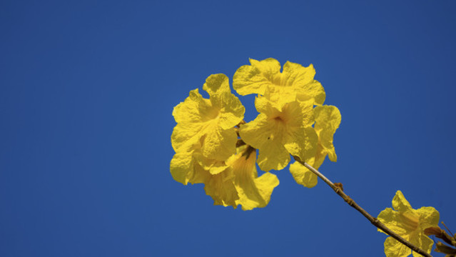 黃花風(fēng)鈴木