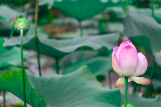 蓮花