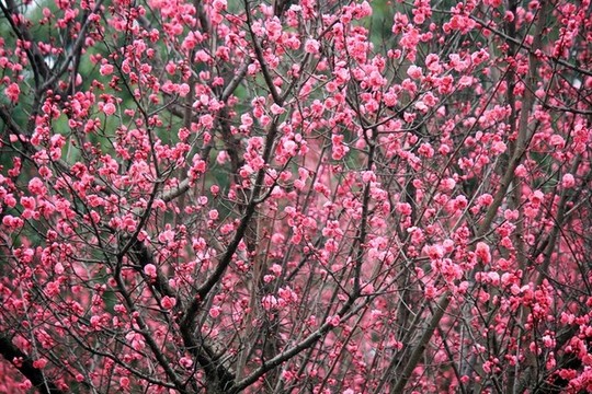紅梅開花