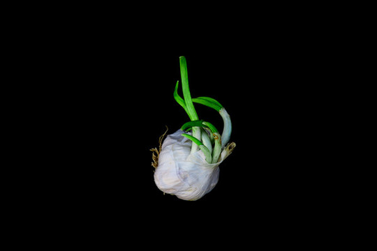 發(fā)芽的大蒜