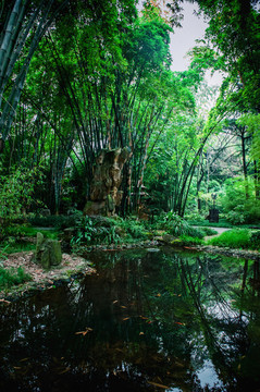成都望江樓公園竹林