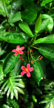 春天花開(kāi)