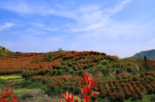 蔣家堰蓮花一