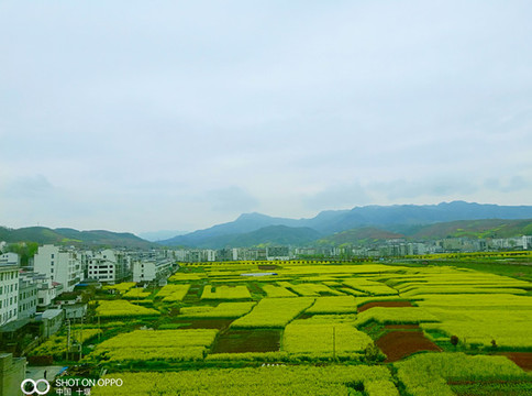 油菜園