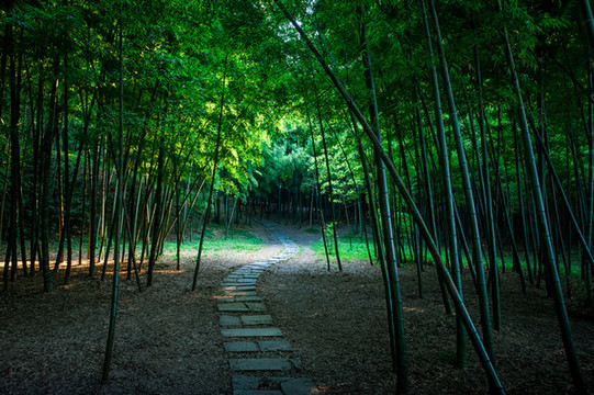 竹林小路竹林背景