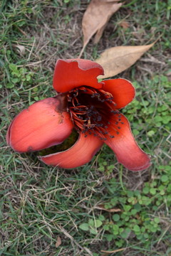 紅花