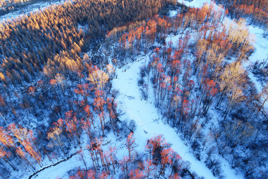 雪原冰封河流紅柳
