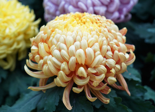 菊花