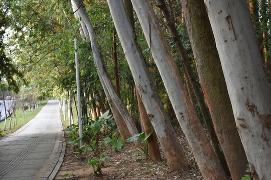 樹(shù)林