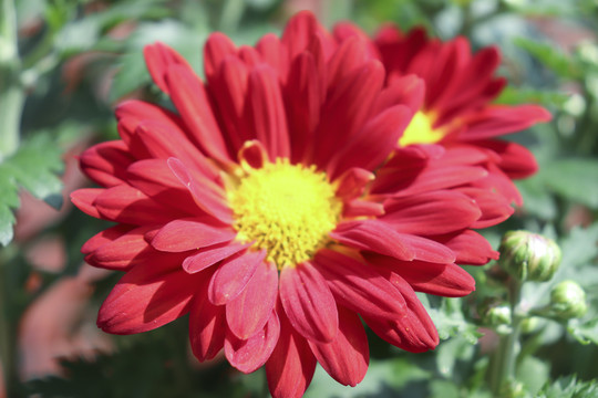 紅花