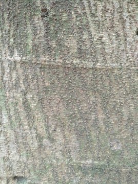 樹(shù)皮