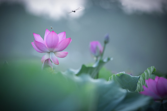夏季的荷花蜜蜂與蜻蜓
