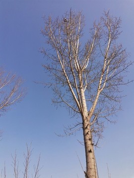 速生楊