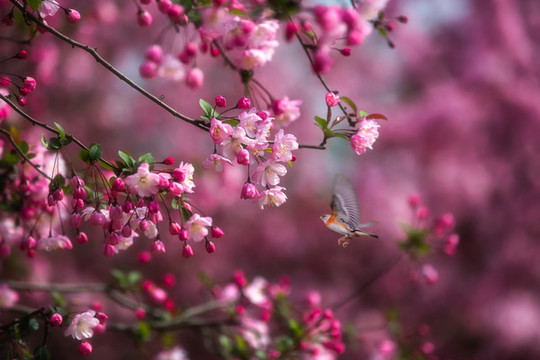 海棠花