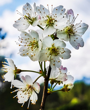 櫻桃花