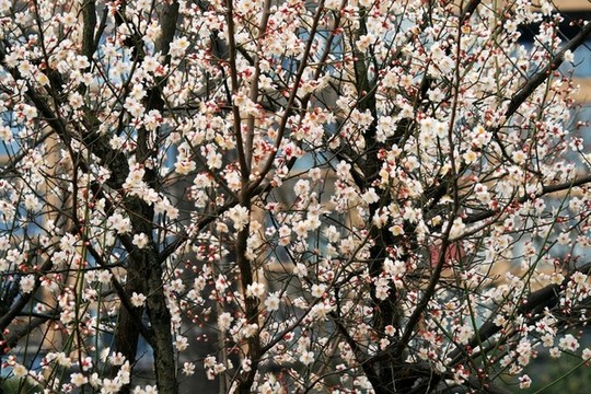 繁花似錦