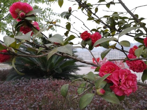 山茶花