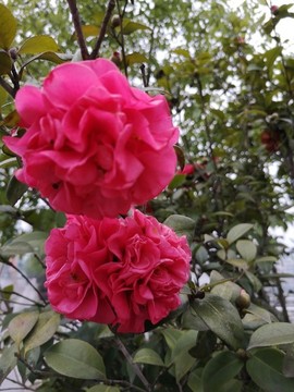 山茶花