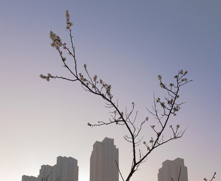 梅花