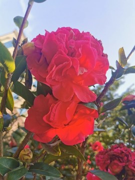 云南山茶花
