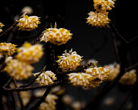 結(jié)香花