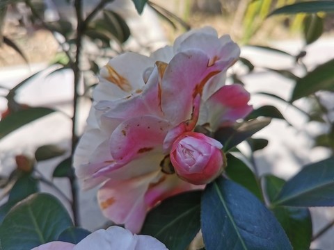 云南山茶花