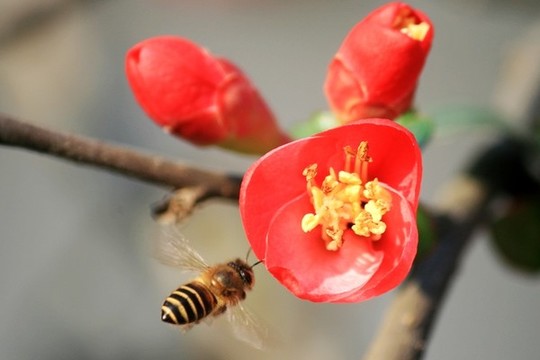 蜂采蜜