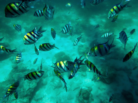 海里的魚(yú)