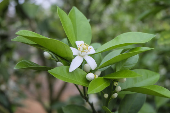 橙花