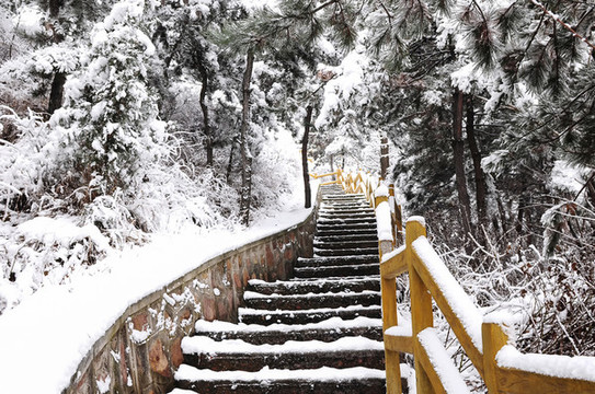 雪中樹(shù)