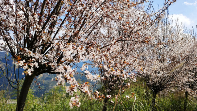 櫻花盛開