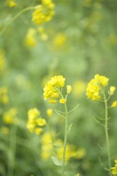 春天油菜花