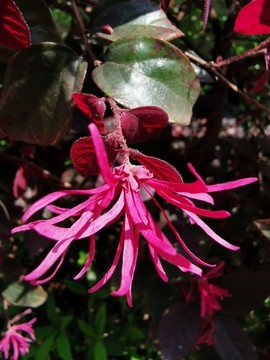 紅花