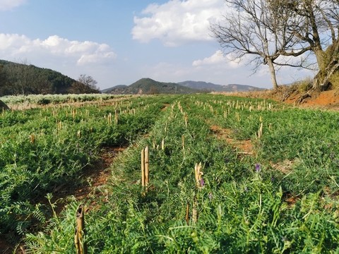 鄉(xiāng)村田野