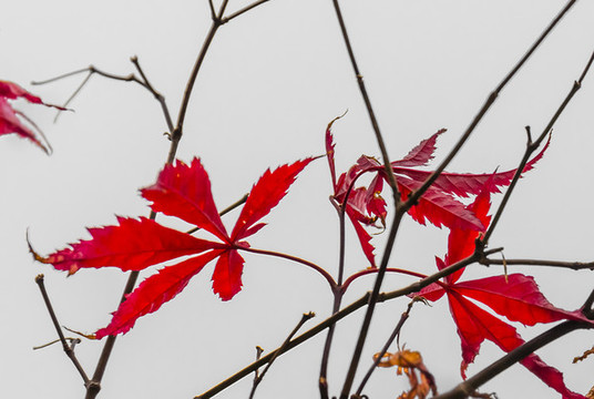 半枯紅葉
