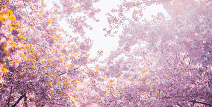 櫻花
