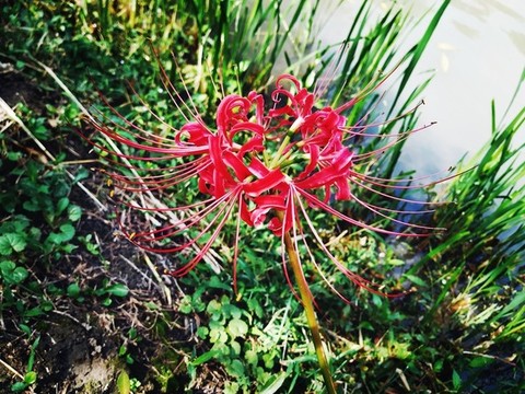 幽靈花