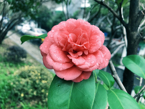 粉色山茶花特寫