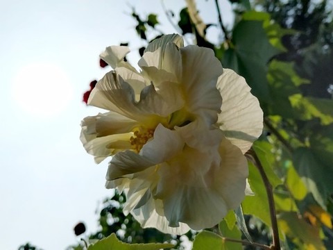 木蓮