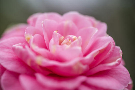 茶花