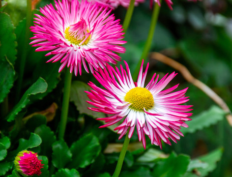 雛菊