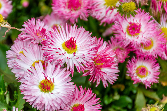雛菊