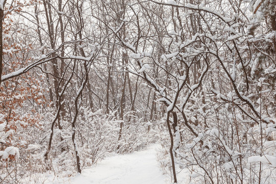中國北方冬季樹林小路雪景