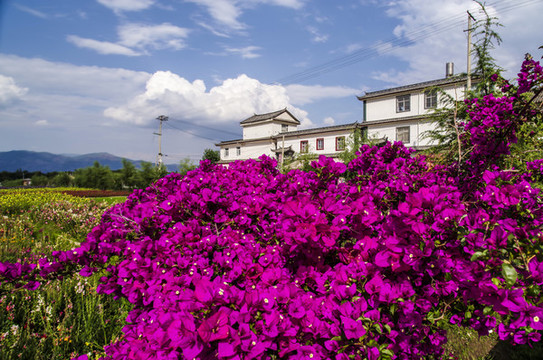 大理杜鵑花