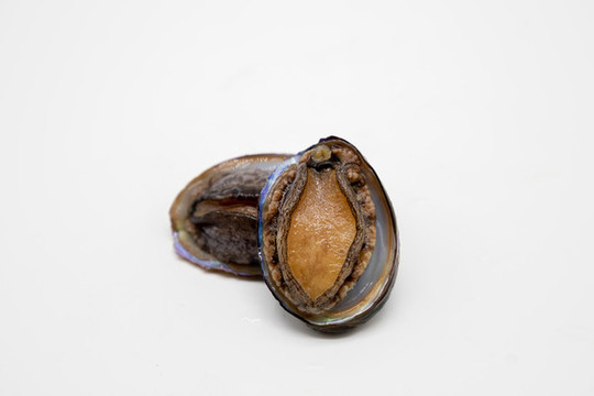 鮑魚(yú)