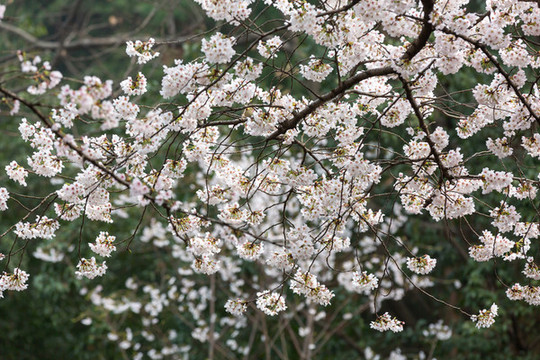 櫻花季
