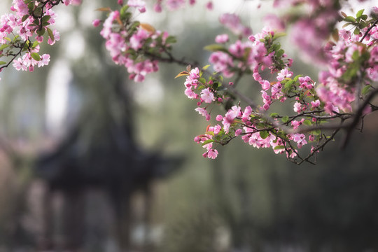 海棠花
