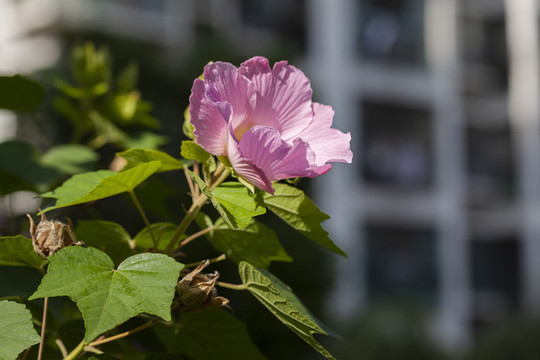 芙蓉葵