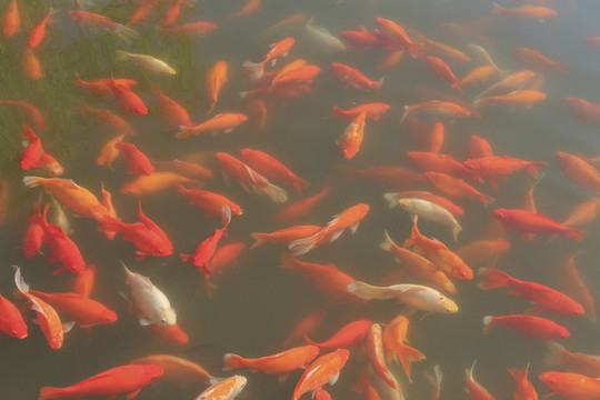 觀賞鯉魚