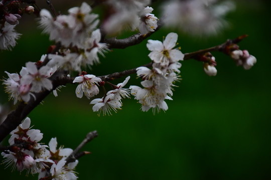 東京櫻花